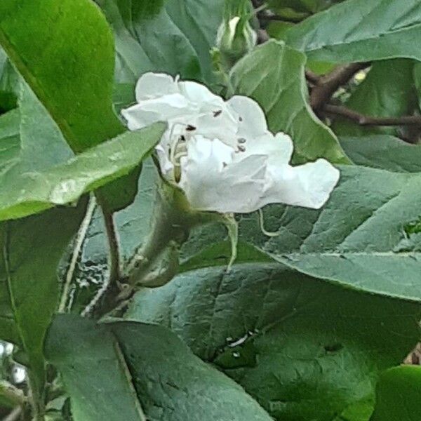 Crataegus germanica Kvet