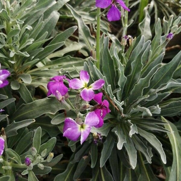 Matthiola maderensis Flower