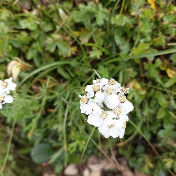 Achillea erba-rotta Квітка