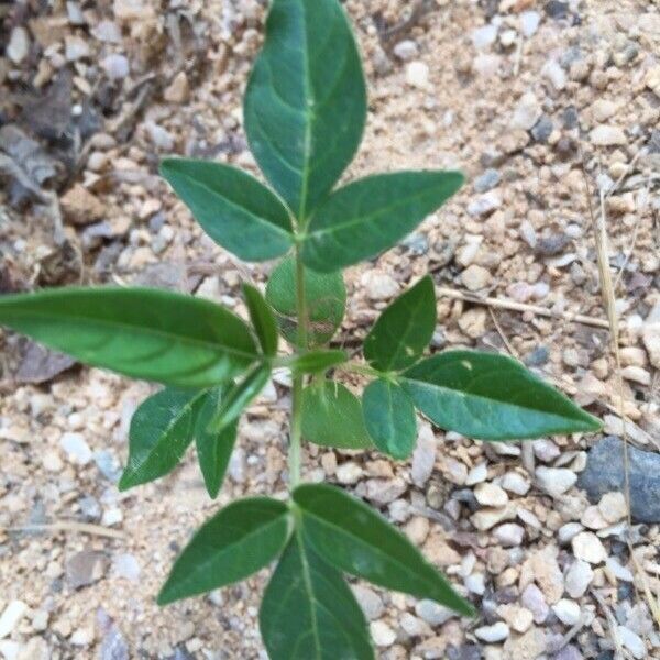 Cleome dodecandra Blatt