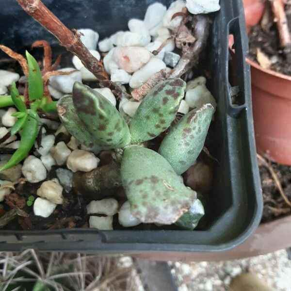 Adromischus cooperi Yaprak