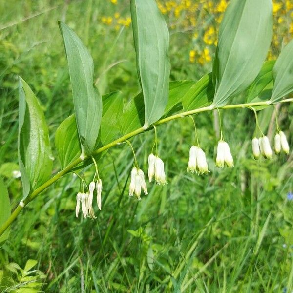 Polygonatum multiflorum Blomma