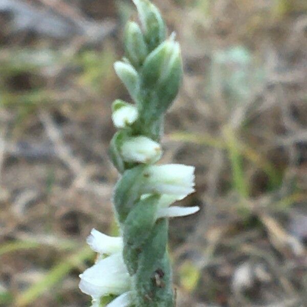 Spiranthes spiralis Квітка