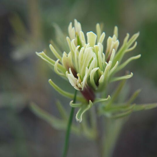 Castilleja thompsonii Flor