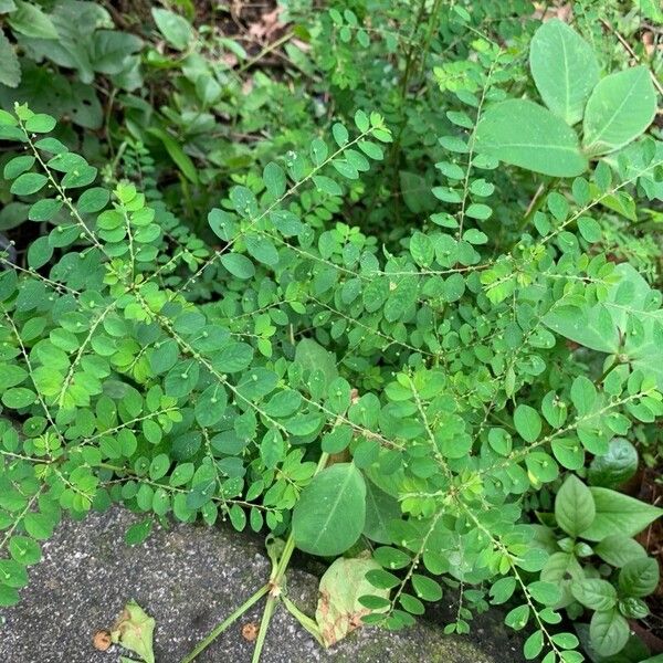 Phyllanthus tenellus Leaf