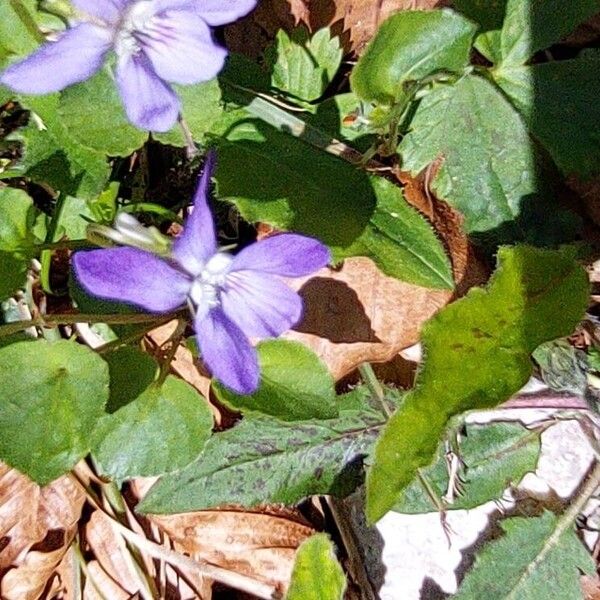 Viola riviniana Lorea