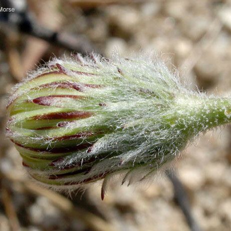 Malacothrix californica പുഷ്പം