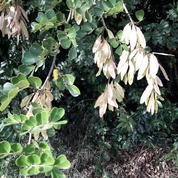 Haematoxylum campechianum ᱡᱚ