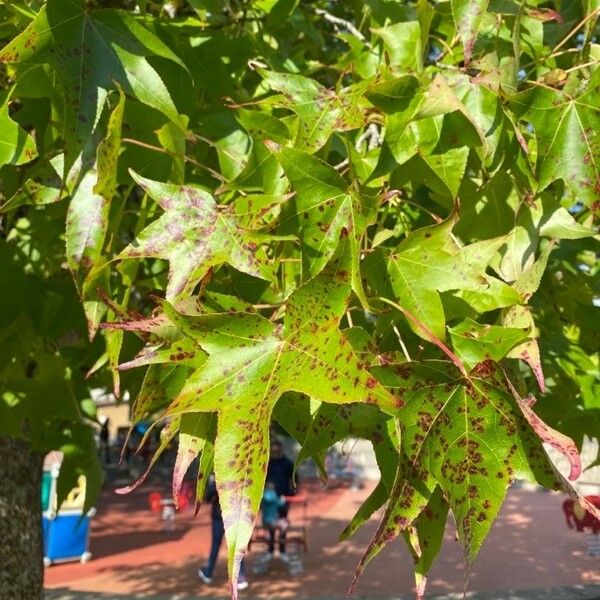 Liquidambar styraciflua 叶