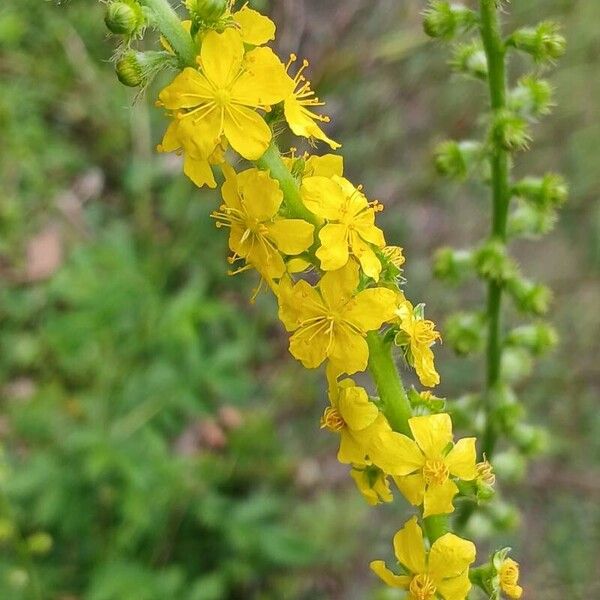 Agrimonia eupatoria ᱵᱟᱦᱟ