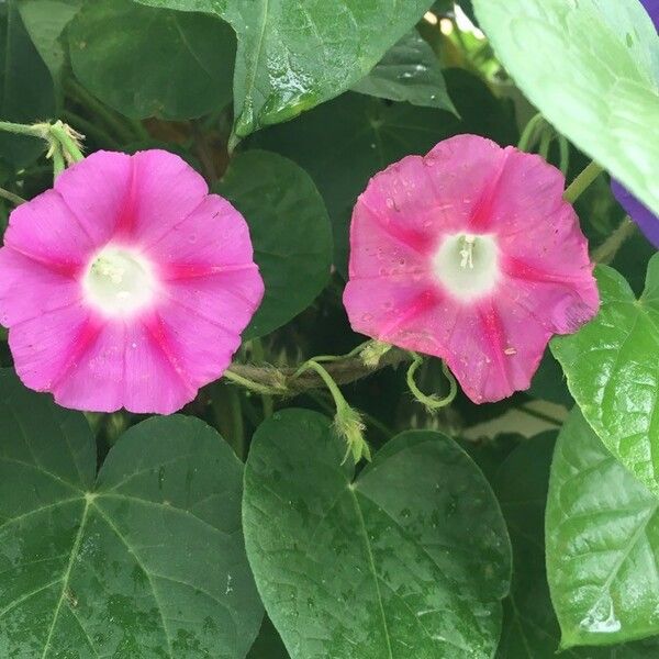 Ipomoea tricolor Floare