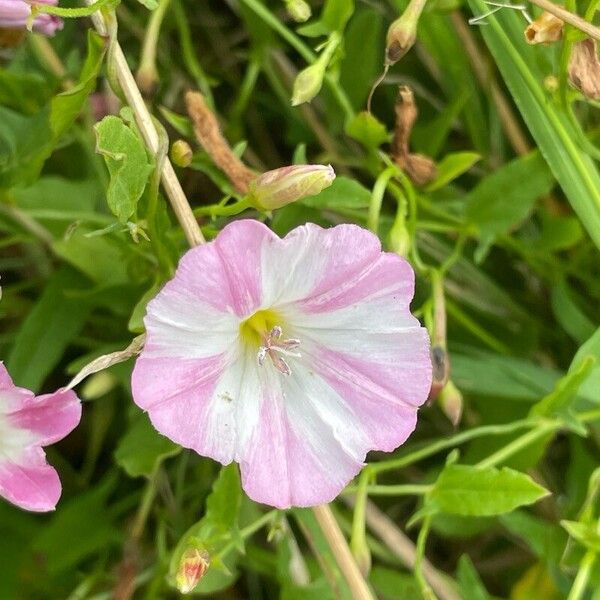 Convolvulus arvensis Kukka