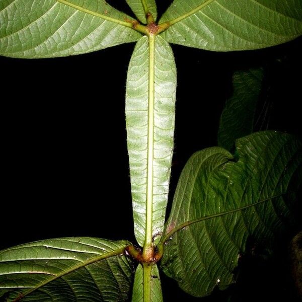 Paullinia bracteosa Muu