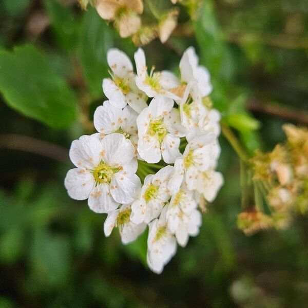 Spiraea chamaedryfolia ফুল