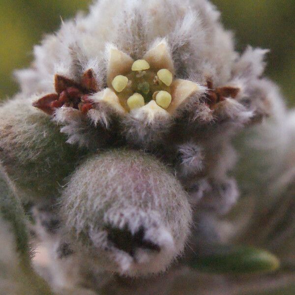 Phylica nitida Fiore