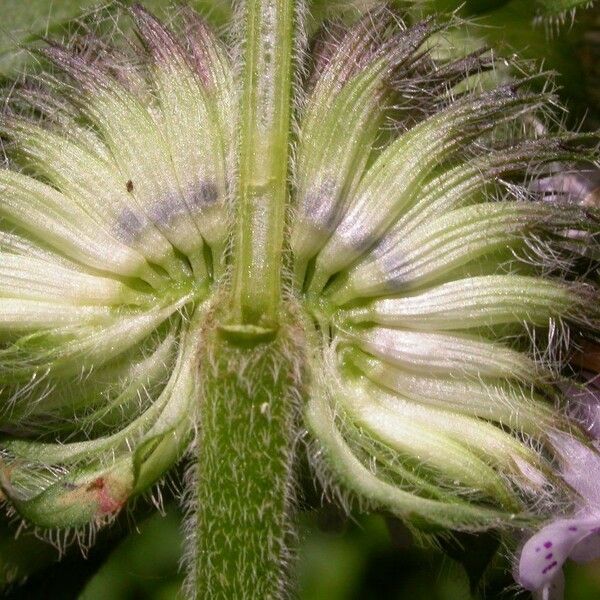 Blephilia hirsuta Flower