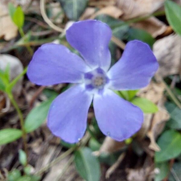 Vinca minor Flor