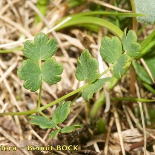 Thalictrum alpinum Other