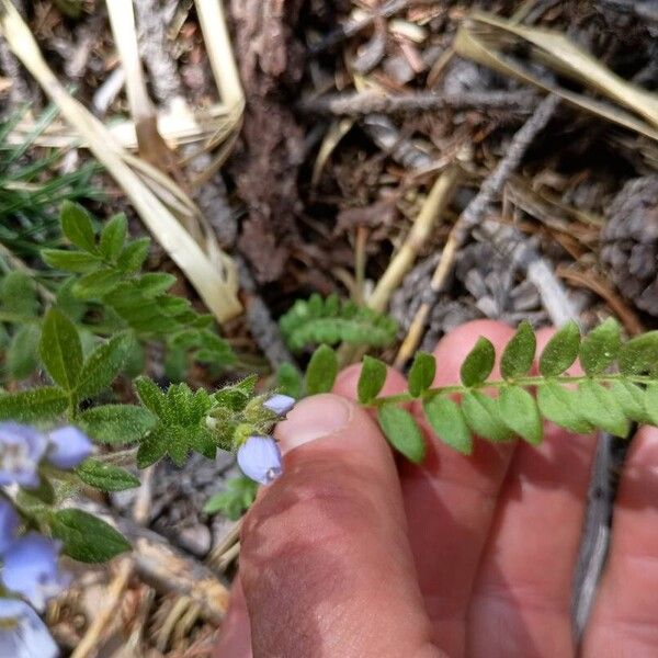 Polemonium pulcherrimum List