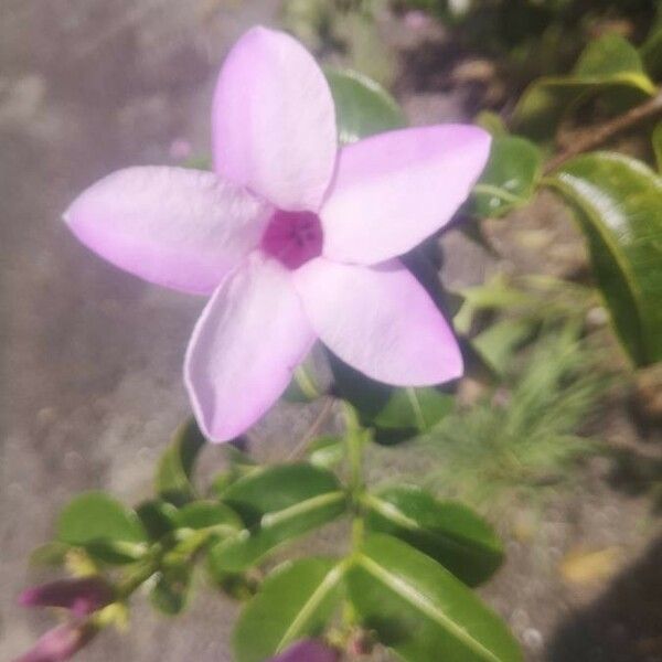 Cryptostegia madagascariensis Flor