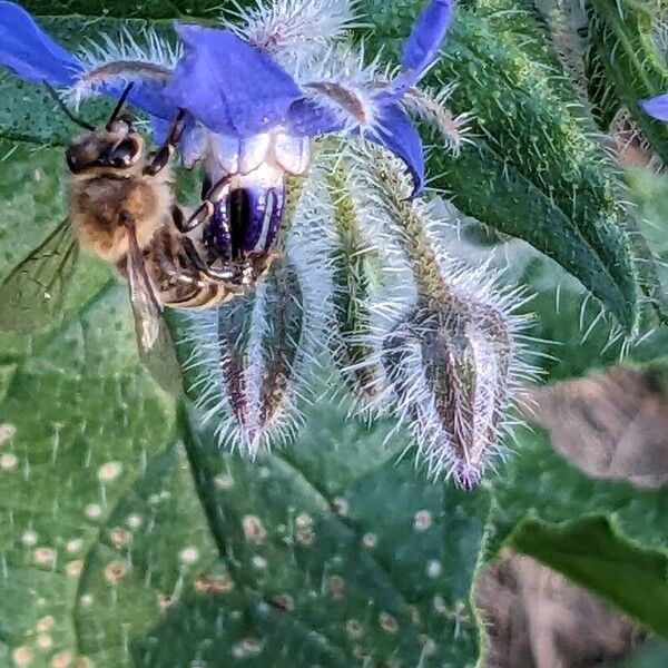 Borago officinalis 果實