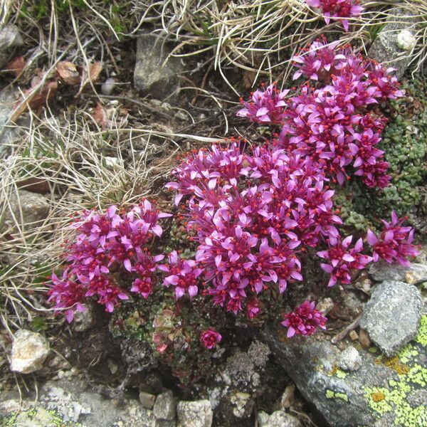 Saxifraga retusa Ostatní