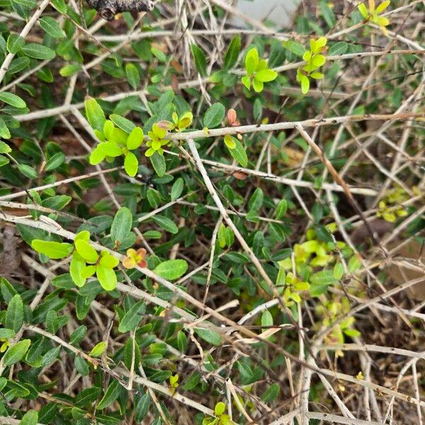 Ilex vomitoria Casca