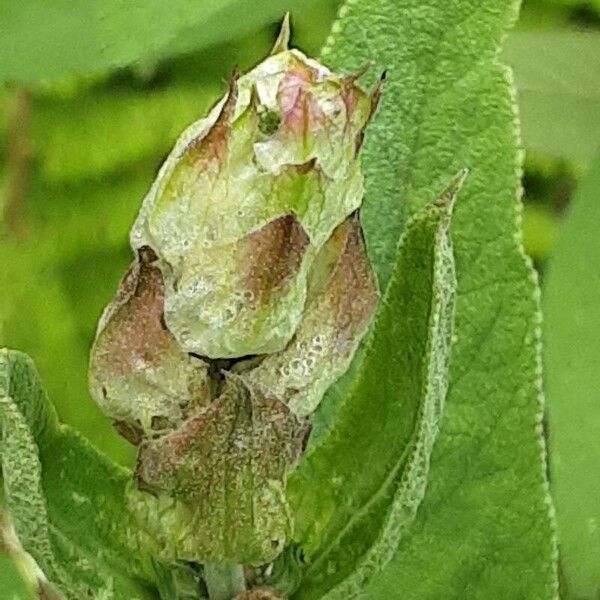 Salvia officinalis Blomma