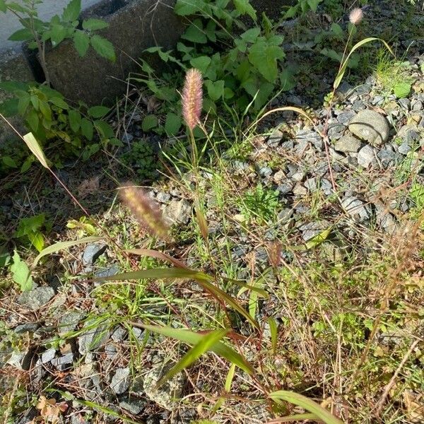 Setaria viridis Flor