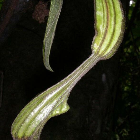 Aristolochia translucida 果實