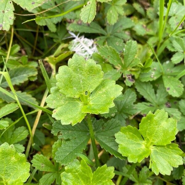 Ranunculus sardous Leaf