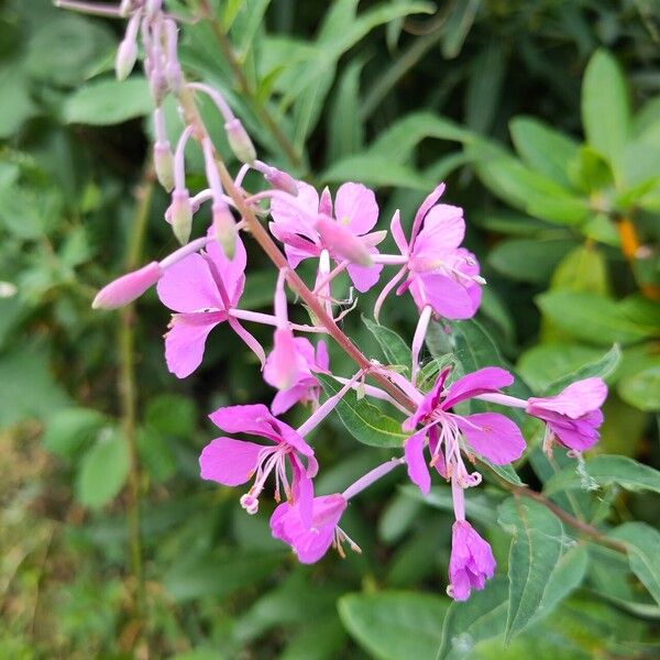 Epilobium angustifolium Кветка