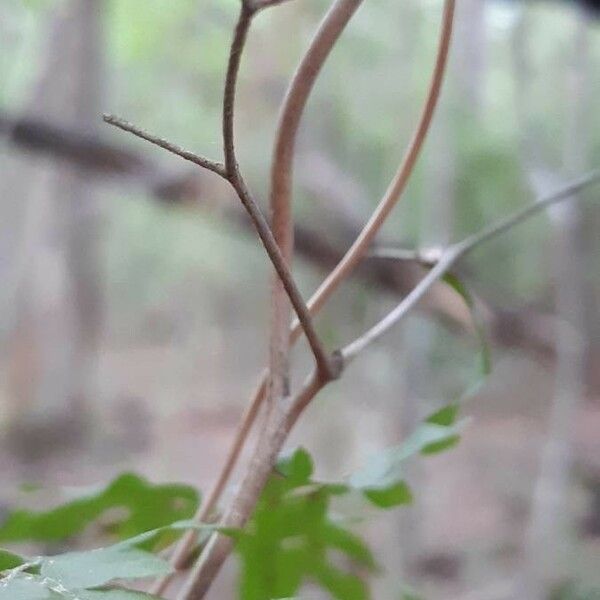 Lygodium japonicum 樹皮