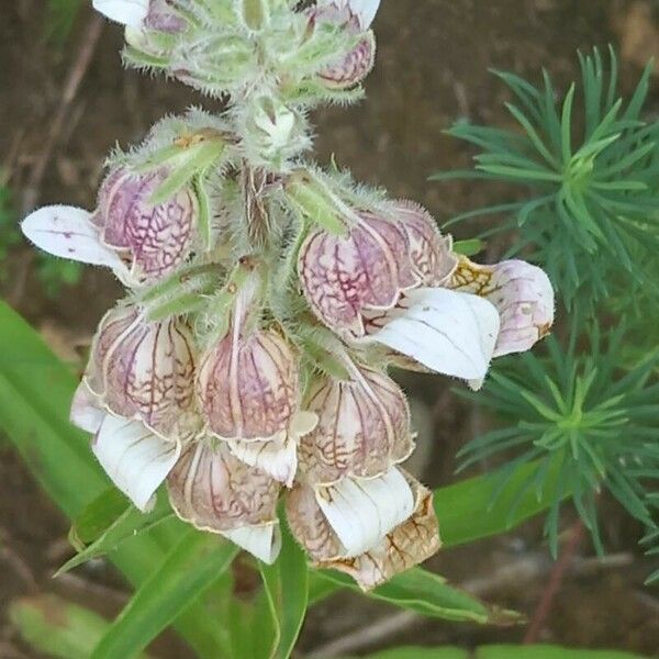 Digitalis lanata Fiore