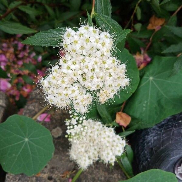 Spiraea media Flor