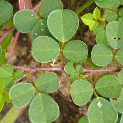 Grona triflora Leaf