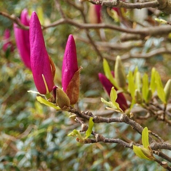 Magnolia liliiflora पत्ता