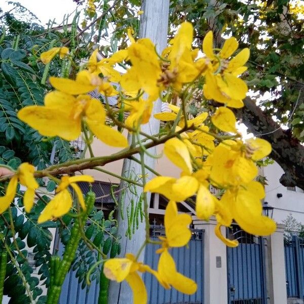 Cassia fistula 花