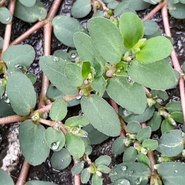 Euphorbia prostrata Bloem
