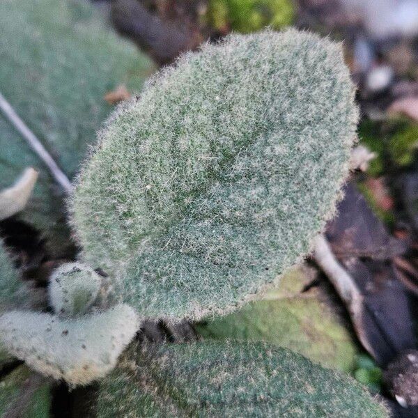 Verbascum phlomoides List