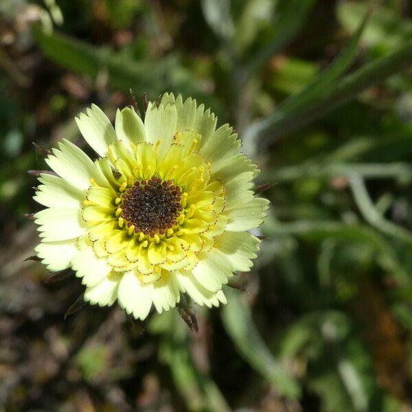 Tolpis barbata 花