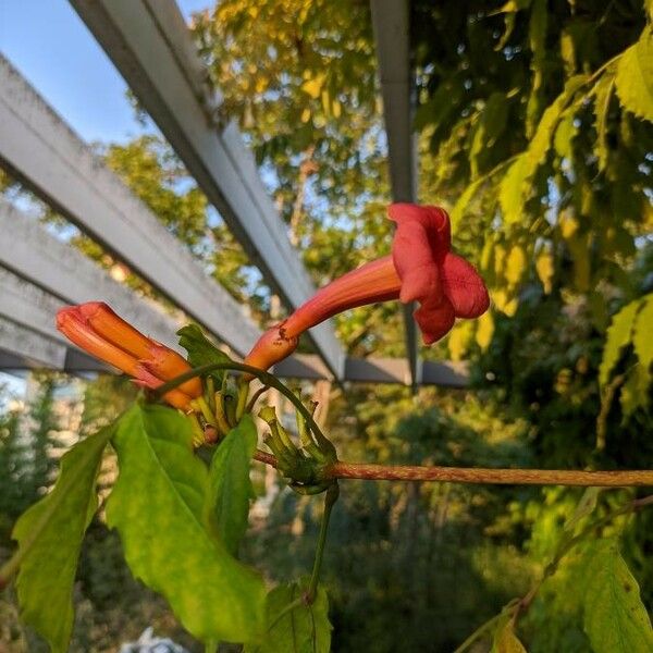 Campsis radicans Blomst