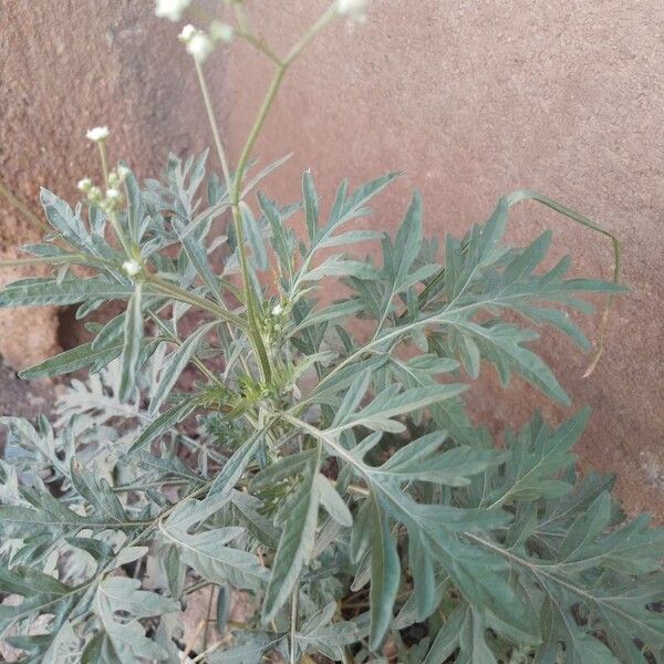 Parthenium hysterophorus Feuille