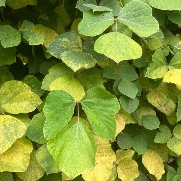 Pueraria montana Leaf