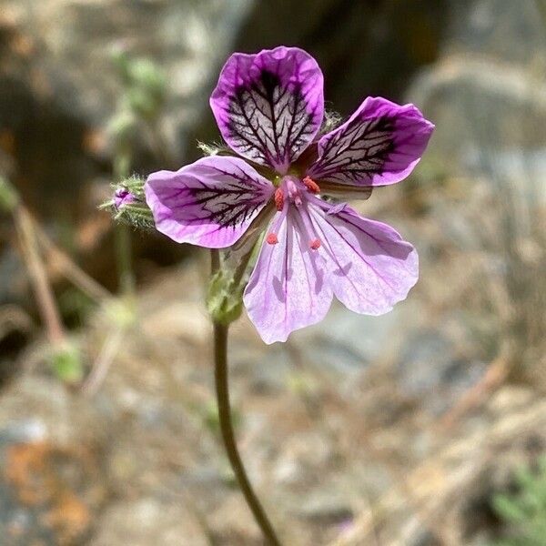 Erodium glandulosum 花