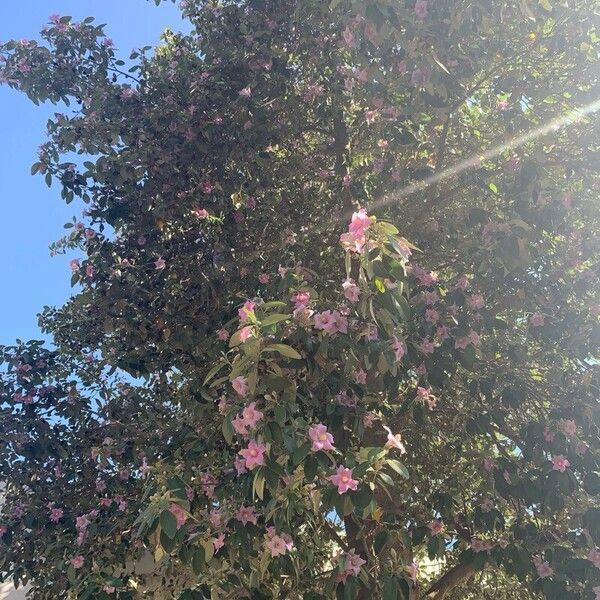 Lagunaria patersonia Habit