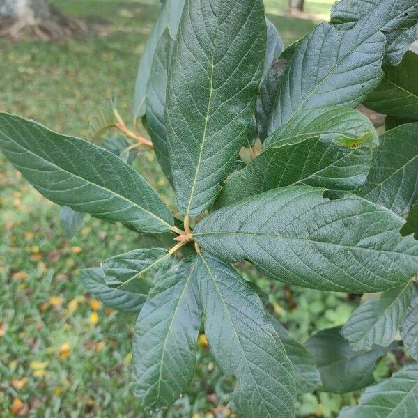 Clethra scabra Ліст