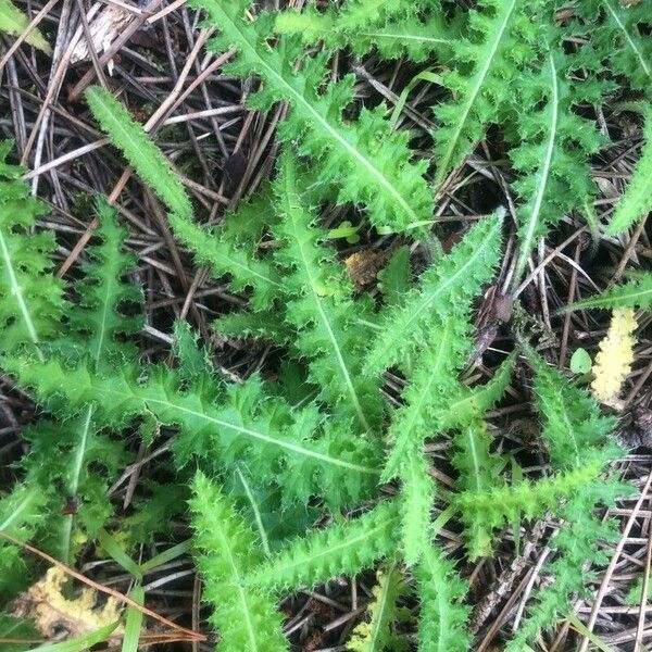 Cirsium filipendulum Leaf