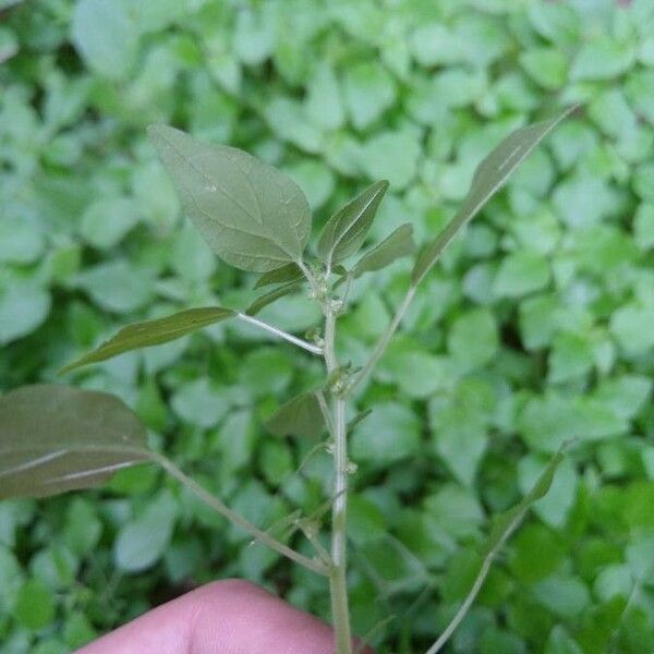 Parietaria debilis Blomst