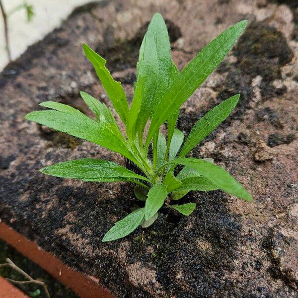 Erigeron canadensis Habit